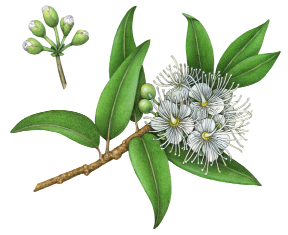 CÔNG DỤNG THẦN KỲ CỦA CHANH SIM (LEMON MYRTLE)